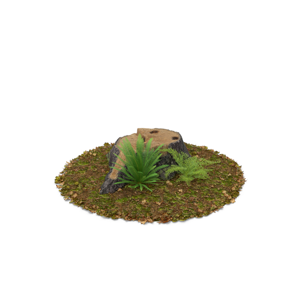 Stump with Ferns PNG & PSD Images