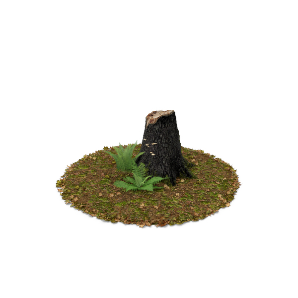 Stump with Ferns PNG & PSD Images