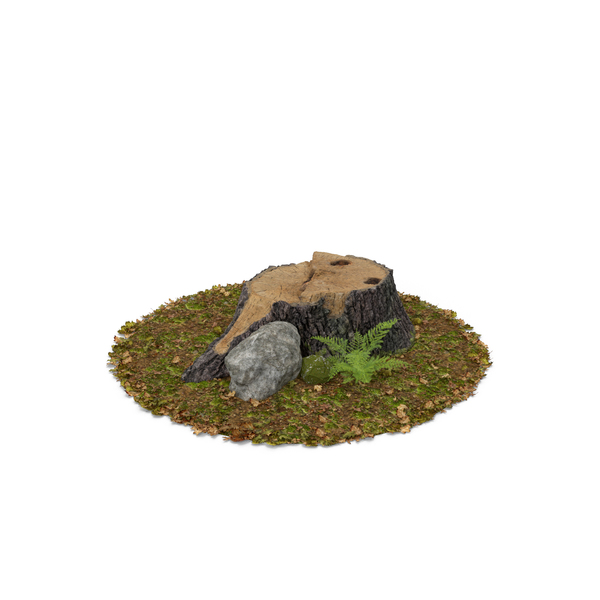 Stump Fern and Rock PNG & PSD Images