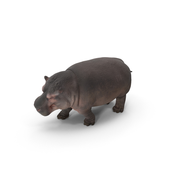 Hippopotamus PNG和PSD图像