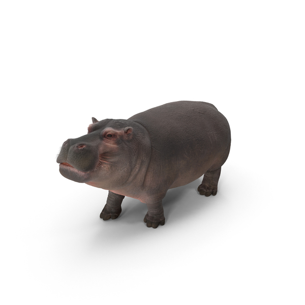 Hippopotamus PNG & PSD Images