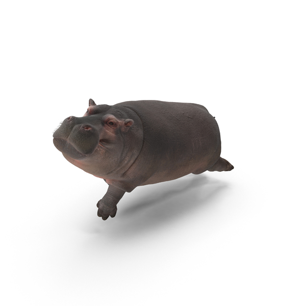 Hippopotamus PNG & PSD Images