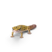 Leopard Gecko PNG & PSD Images