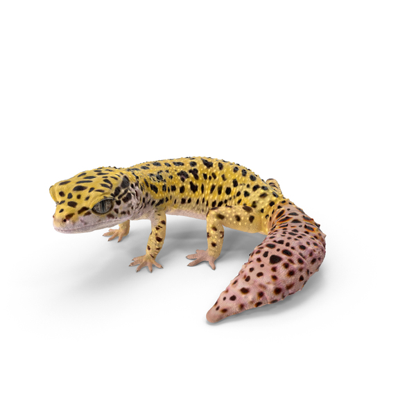 Leopard Gecko PNG & PSD Images