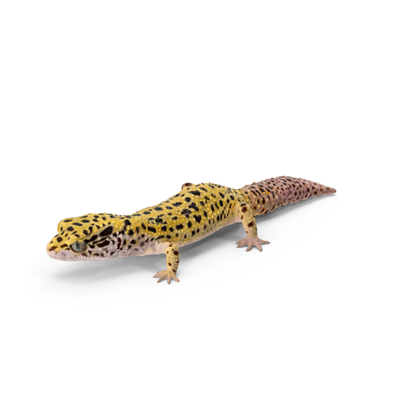 Leopard Gecko PNG & PSD Images