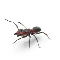 Red Ant PNG & PSD Images