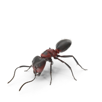 Red Ant PNG & PSD Images