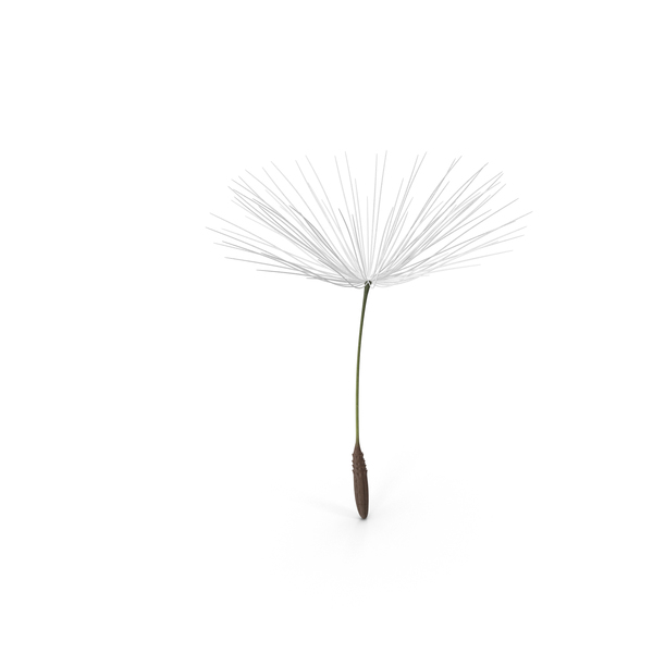 Dandelion Seed PNG & PSD Images