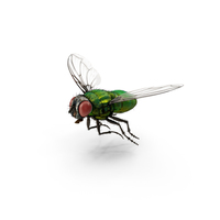 Green Bottle Fly PNG & PSD Images