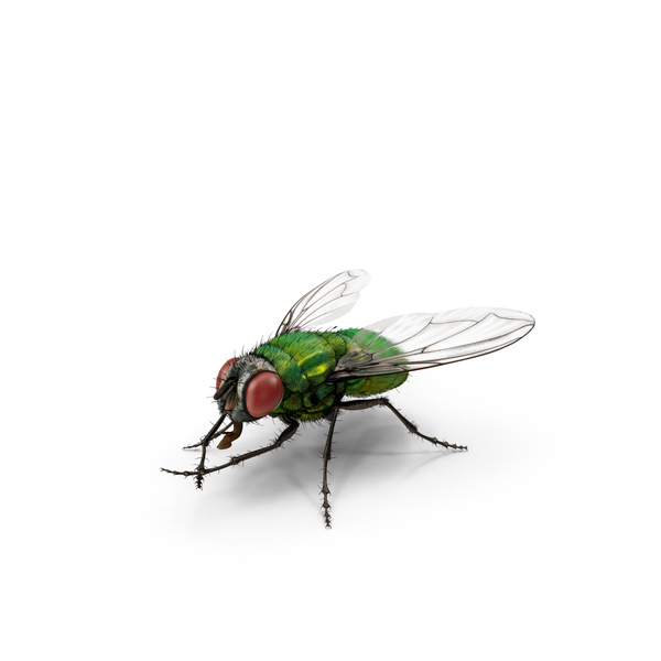 Green Bottle Fly Rubbing Hands PNG & PSD Images