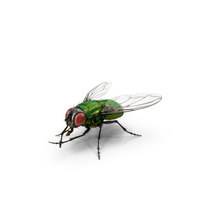 Green Bottle Fly Rubbing Hands PNG & PSD Images