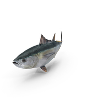金枪鱼鱼PNG和PSD图像
