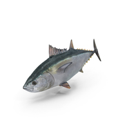 金枪鱼鱼PNG和PSD图像