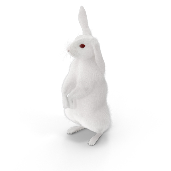 White Rabbit PNG & PSD Images