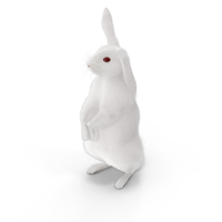 白兔子PNG和PSD图像