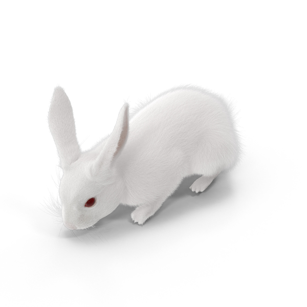 White Rabbit Eating PNG & PSD Images