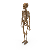 Dirty Skeleton PNG & PSD Images