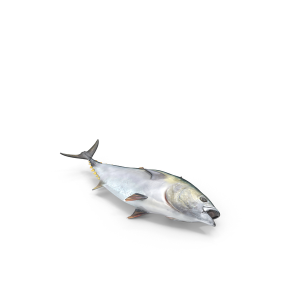 Tuna Fish PNG & PSD Images