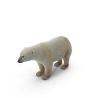 北极熊PNG和PSD图像