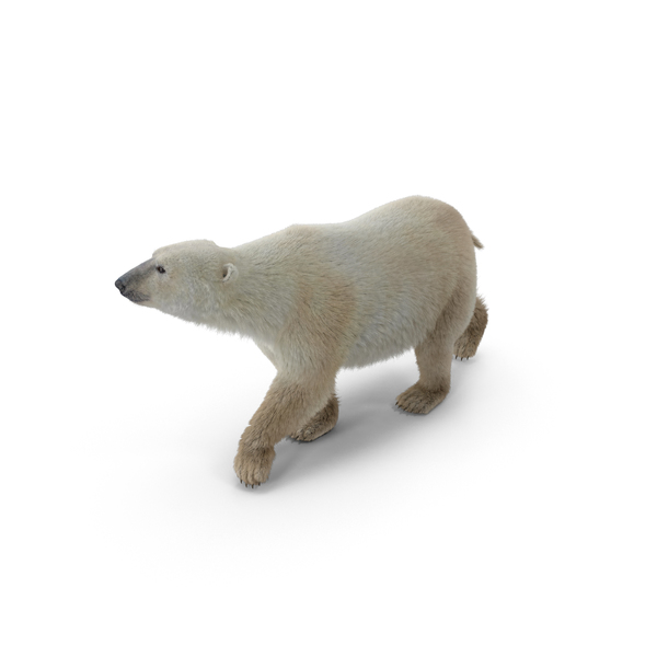 Polar Bear PNG & PSD Images