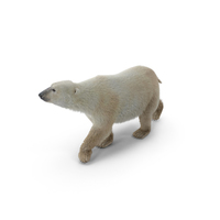 北极熊PNG和PSD图像