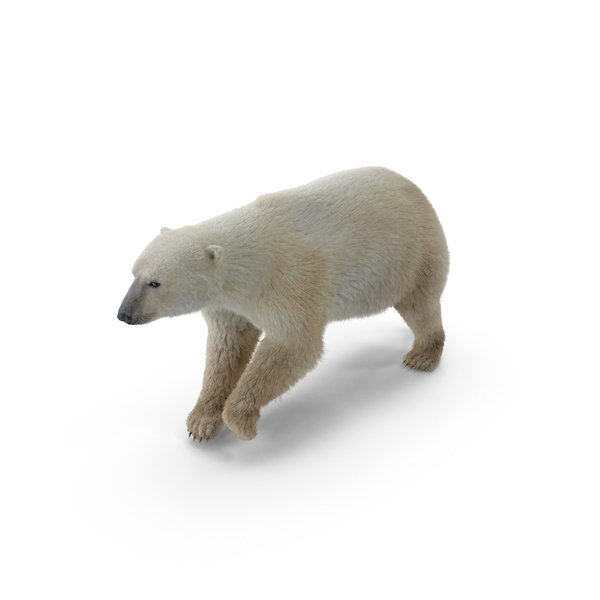 Polar Bear PNG & PSD Images