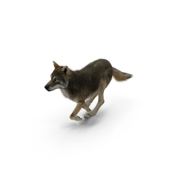 Grey Wolf PNG & PSD Images