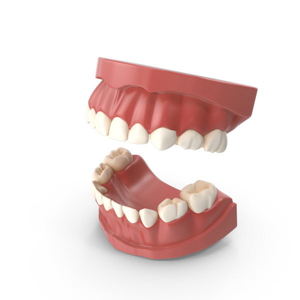 Teeth Primary PNG & PSD Images