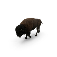 American Bison PNG & PSD Images
