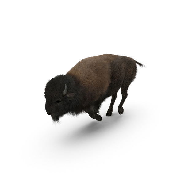 American Bison Running PNG & PSD Images