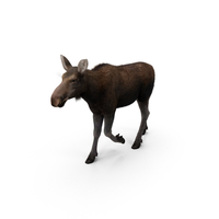 Moose PNG & PSD Images