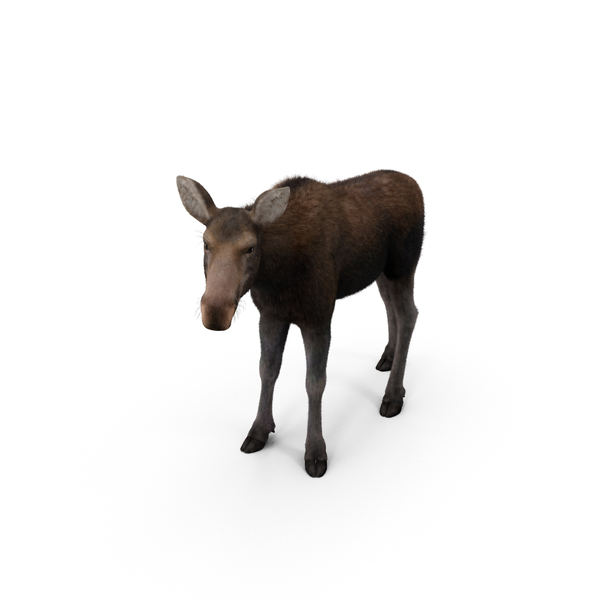 Low Poly Moose PNG Images & PSDs for Download | PixelSquid - S111217717