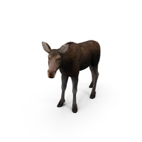 Moose PNG & PSD Images