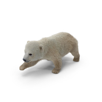 Baby Polar Bear PNG & PSD Images