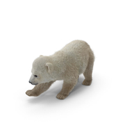 Baby Polar Bear PNG & PSD Images