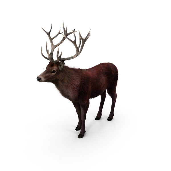 Red Deer Stag PNG & PSD Images