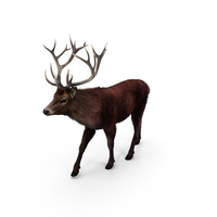 Red Deer Stag PNG & PSD Images