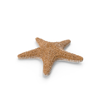 Starfish PNG & PSD Images