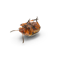 Colorado Potato Beetle PNG & PSD Images