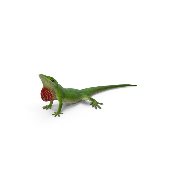 Carolina Anole Lizard PNG & PSD Images