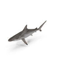 Spottail Shark PNG & PSD Images