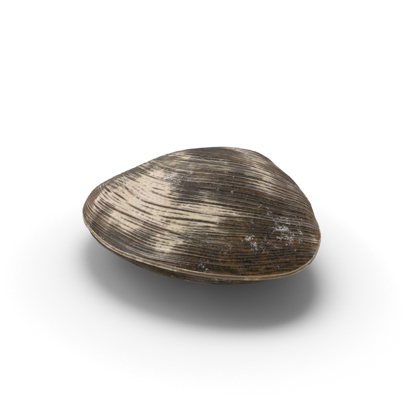 Clam PNG & PSD Images