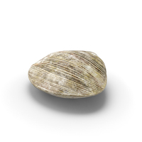 Clam PNG & PSD Images