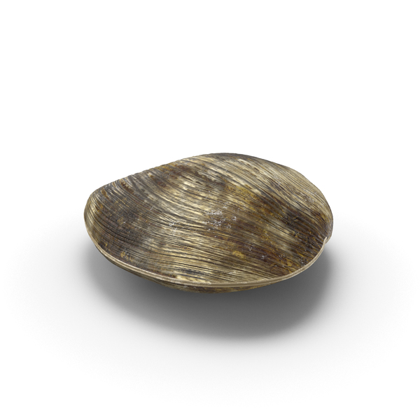 Clam PNG & PSD Images