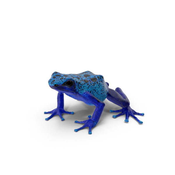 Poison Dart Frog PNG & PSD Images