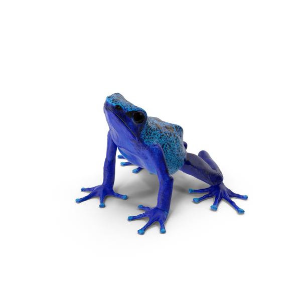 Poison Dart Frog PNG & PSD Images