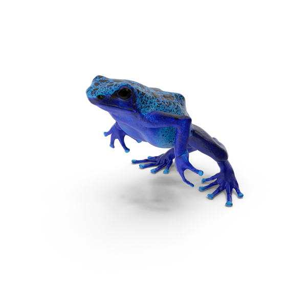 Blue Poison Dart Frog Jumping PNG & PSD Images