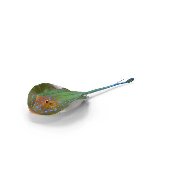 Blue Spotted Stingray PNG & PSD Images