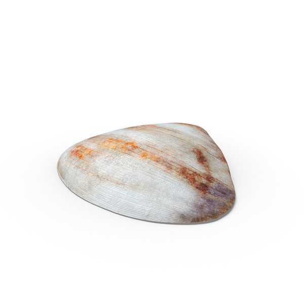 Clam Shells PNG & PSD Images