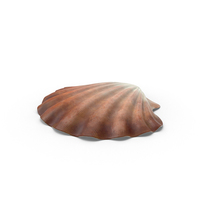 蛤shell PNG和PSD图像